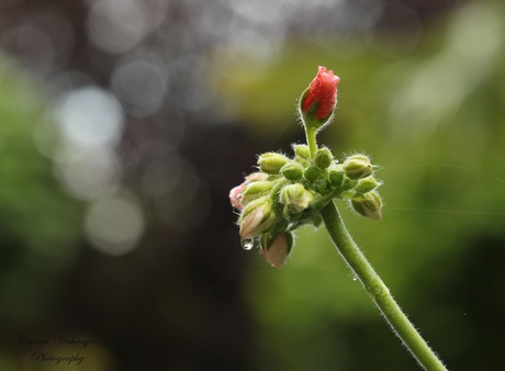 Qgeranium