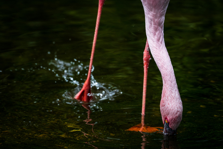 Een dwergflamingo