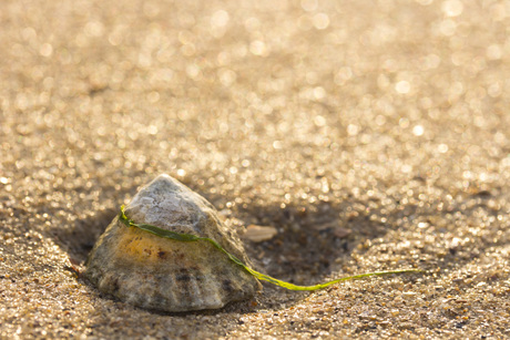 Oosterschelde_15