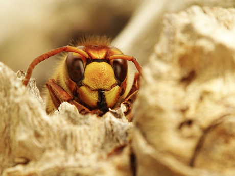 Close-up Europese Hoornaar