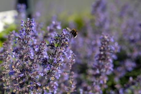 Hommel