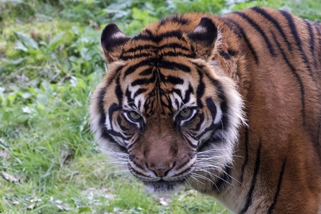 Portret Sumatraanse tijger 