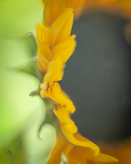 Vintagelens Chinon F1.7