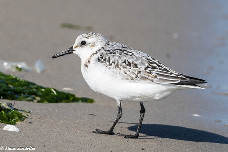 Driesteenstrandloper - 9236