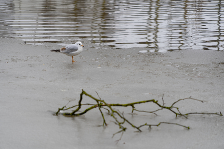 het kan vriezen, het kan dooien