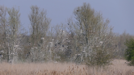 Broedkolonie Aalscholvers