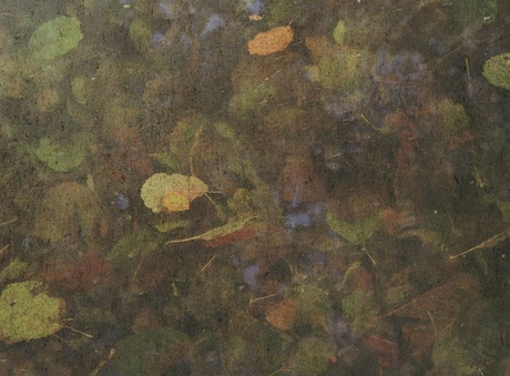 Herfstbladeren in water 