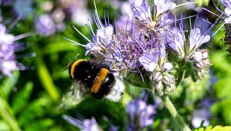 Hommel op de Phacelia