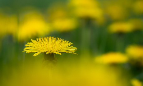 De Paardenbloem