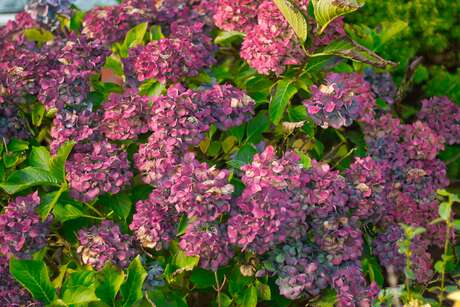 hortensia