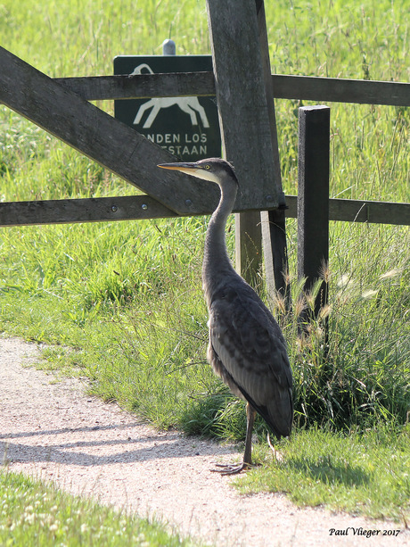 Shall I stay or shall I go.....