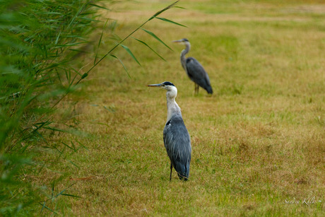 Reigers