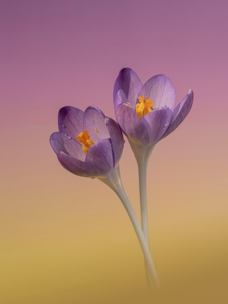 Krokusjes met druppeltjes
