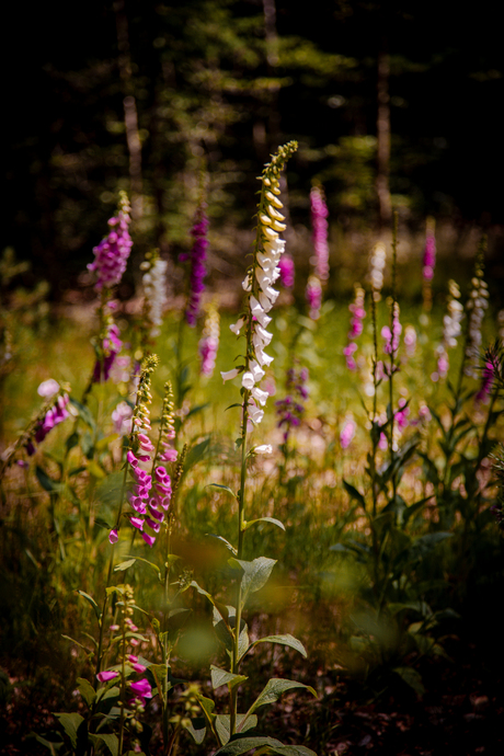 Bloeit in het bos