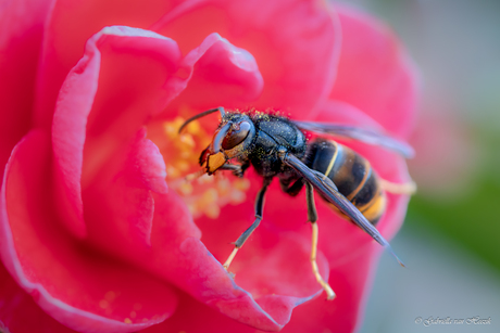 Brrrr... de Aziatische hoornaar in mijn tuin.
