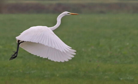 Opvliegende zilverreiger