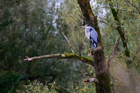 blauwe reiger