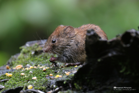 Rosse woelmuis