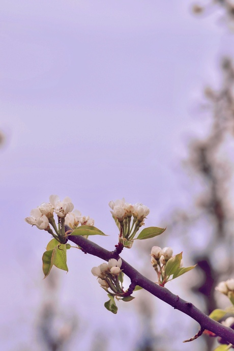 Cherry blossom