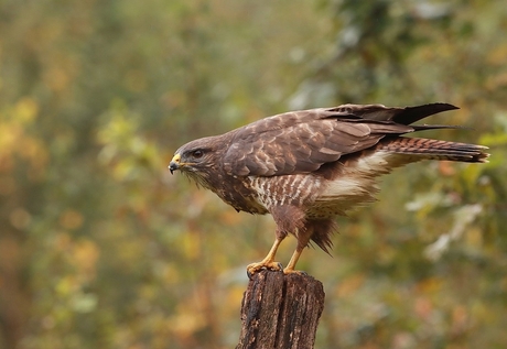 Buizerd