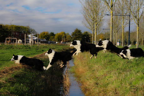 Sirius springt over de sloot actie foto.