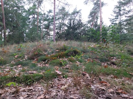 Grafheuvel uit de bronstijd. 