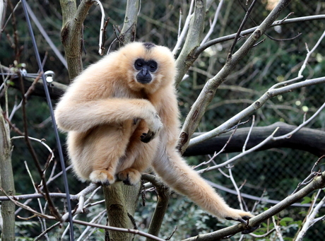 Goudwang gibbon