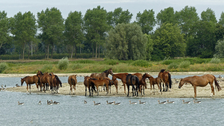 Paarden in de  polder  met  ganzen