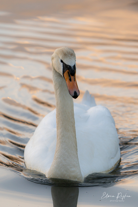 Zon en Zwaan