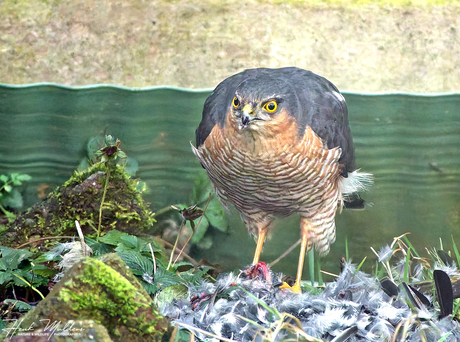 Sperwer_Accipiter nisus