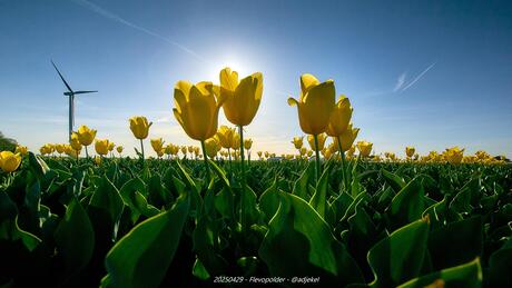 Gele tulpen in tegenlicht