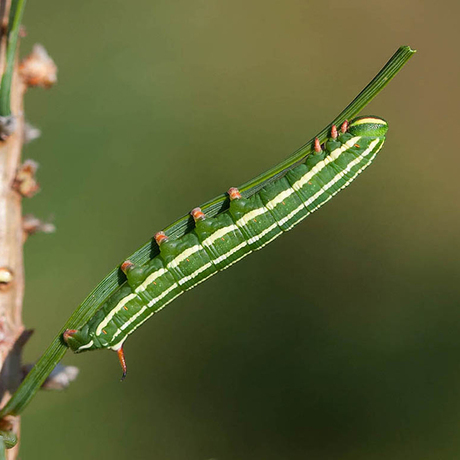 Rups dennenpijlstaart.