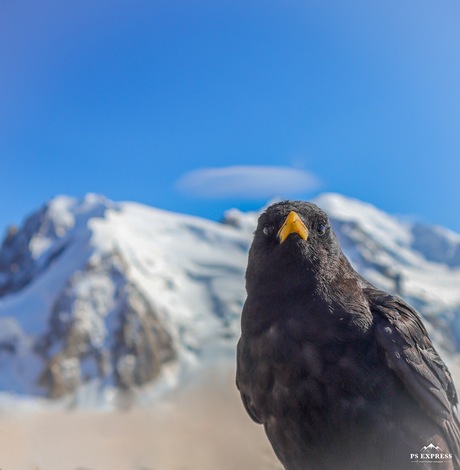 Alpenkauw op Aiguille du Midi 