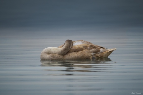 Juveniele knobbelzwaan 
