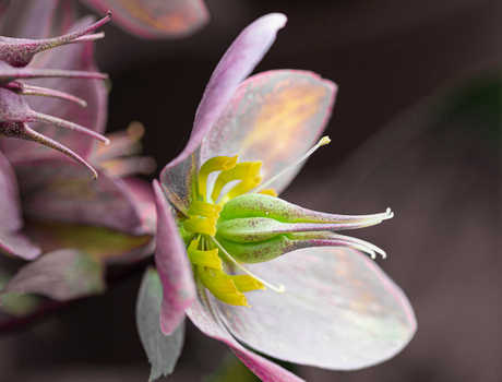 Helleboris in mijn tuin.