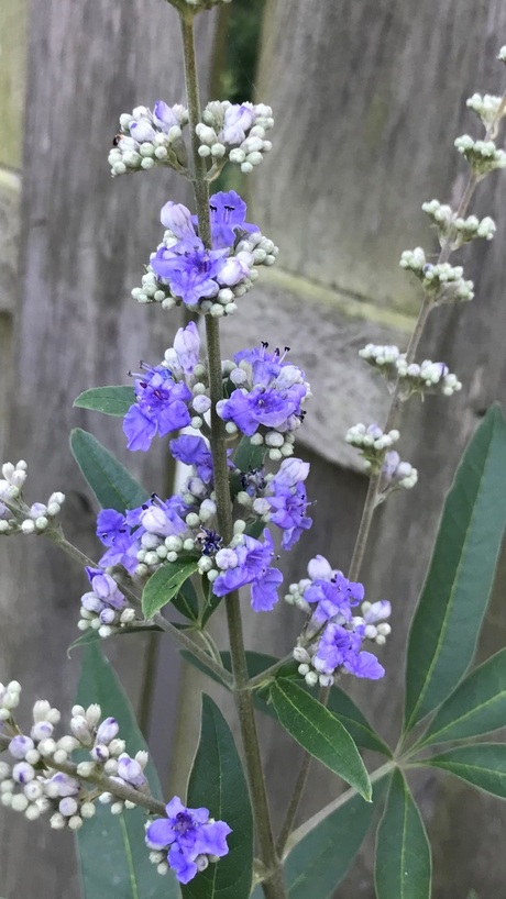 Caryopteris, de blauwe Spirea