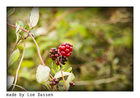 In de natuur