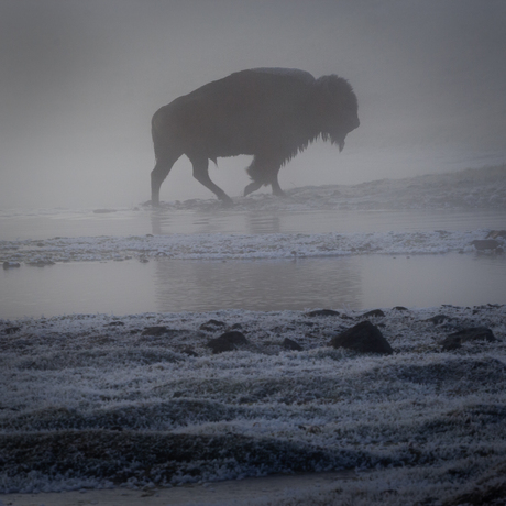 Buffel in de mist