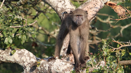 Baviaan, Timbavati, Zuid-Afrika