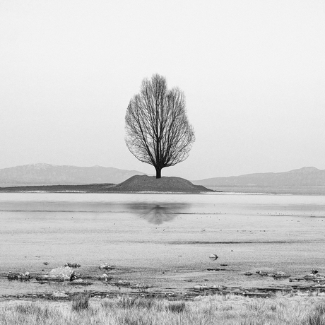 the lonely tree
