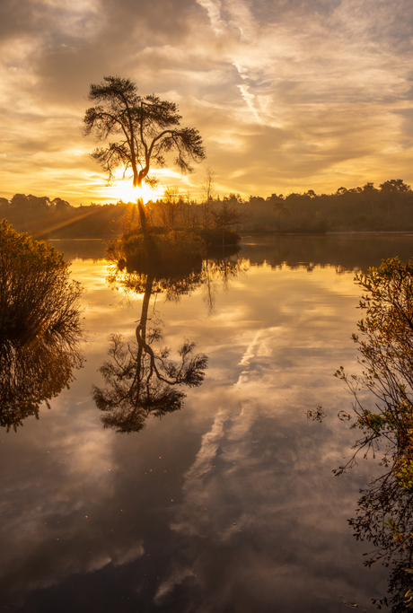 Golden tree
