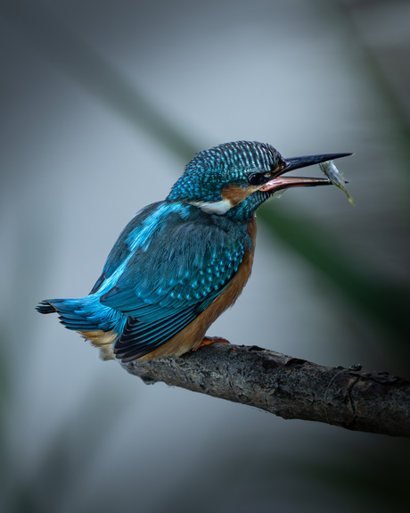 IJsvogel