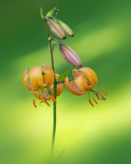 Turks cap lily.
