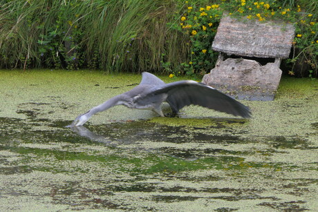 Vissende blauwe reiger