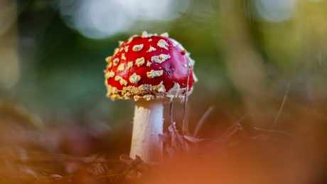  fly agaric