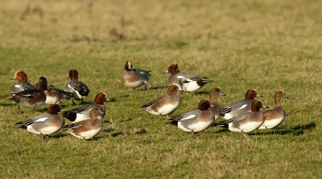 Wigeon