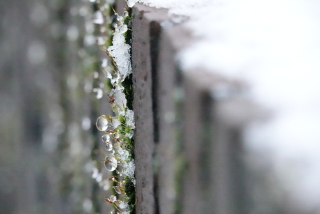 Sneeuwdruppels