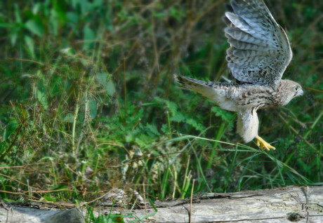 Torenvalk jongeling (juveniel)