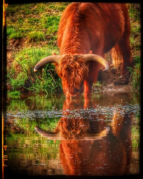 Dorst