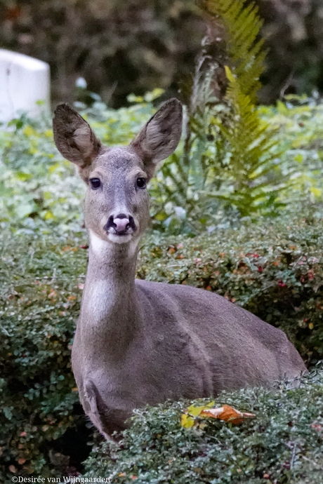 Ree op de begraafplaats